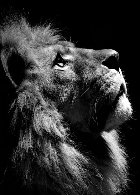 Luxury Black And White Lion Oil Print - Canvas Animal Art For Home Decor 30X40Cm No Frame / 13