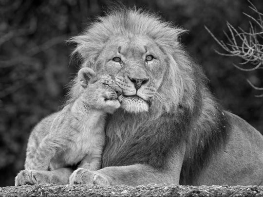 Luxury Black And White Lion Oil Print - Canvas Animal Art For Home Decor 30X40Cm No Frame / 6