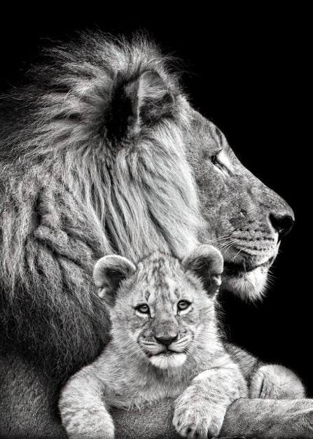 Luxury Black And White Lion Oil Print - Canvas Animal Art For Home Decor 30X40Cm No Frame / 8