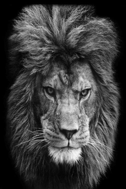 Luxury Black And White Lion Oil Print - Canvas Animal Art For Home Decor 30X40Cm No Frame / 9