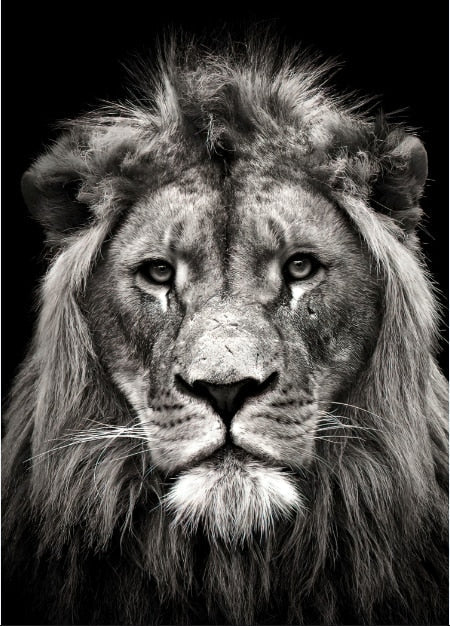 Luxury Black And White Lion Oil Print - Canvas Animal Art For Home Decor 30X40Cm No Frame / 1