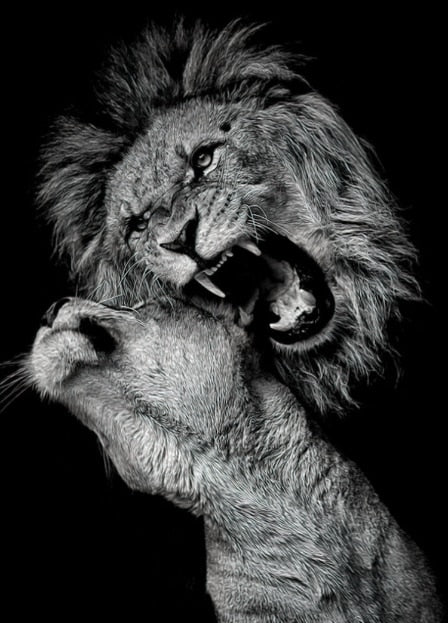 Luxury Black And White Lion Oil Print - Canvas Animal Art For Home Decor 30X40Cm No Frame / 5