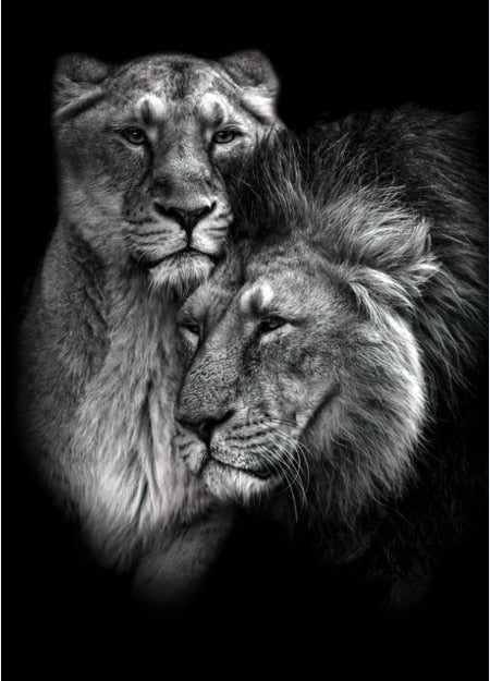 Luxury Black And White Lion Oil Print - Canvas Animal Art For Home Decor 30X40Cm No Frame / 2