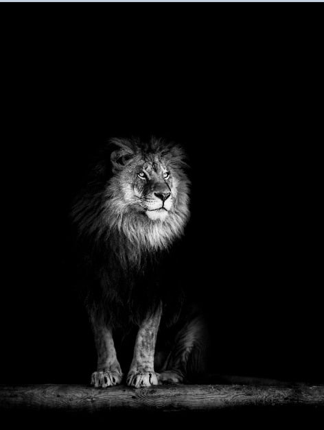 Luxury Black And White Lion Oil Print - Canvas Animal Art For Home Decor 30X40Cm No Frame / 10