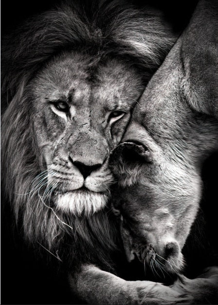 Luxury Black And White Lion Oil Print - Canvas Animal Art For Home Decor 30X40Cm No Frame / 12