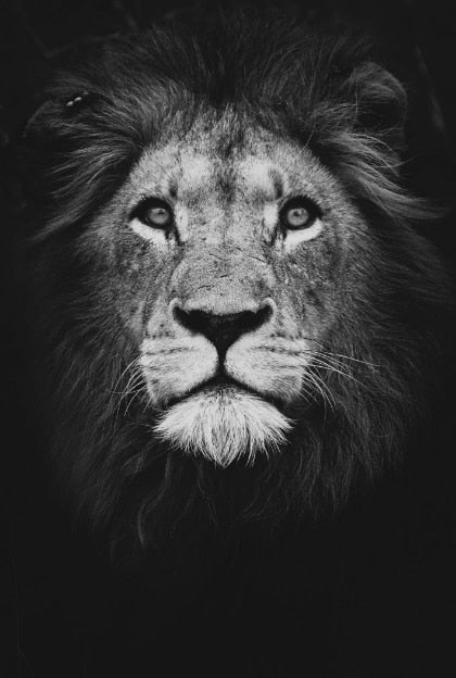 Luxury Black And White Lion Oil Print - Canvas Animal Art For Home Decor 30X40Cm No Frame / 7